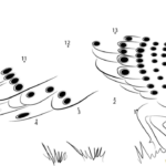 Grey Peacock Male Dot To Dot Printable Worksheet Connect The Dots